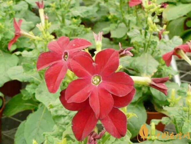 煙草花花語是什么，煙草花什么時候開花