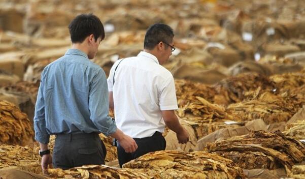 做煙的植物叫什么植物 煙草能自己種植嗎(能)