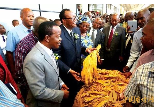 津巴布韋煙葉為什么好，黃金煙葉成為國寶