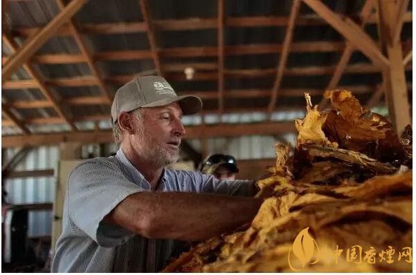 津巴布韋煙葉為什么好，黃金煙葉成為國寶