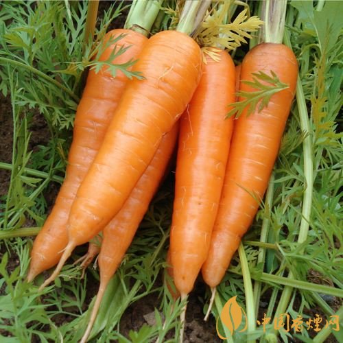 預(yù)防抽煙得肺癌，這些食物降低抽煙傷害