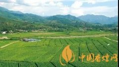 雪茄與香煙的區(qū)別 尤其要重視對(duì)身體傷害方面