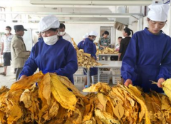 常見(jiàn)幾種香煙的種類(lèi)香煙的取材有哪些